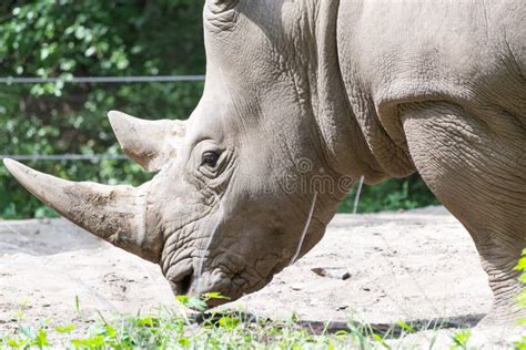 Southern white rhinoceros stock image. Image of rhino - 111179961