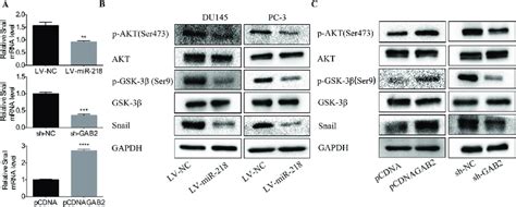 Downregulation Of Mir Activates Pi K Akt Gsk Signaling Through