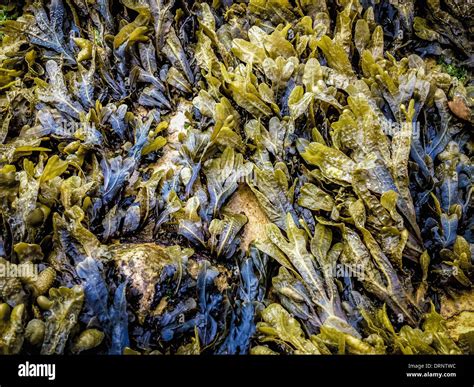 seaweed  res stock photography  images alamy