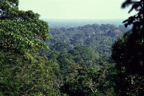 Yasuní: A Sanctuary of Biodiversity in the Amazon | LAC Geo