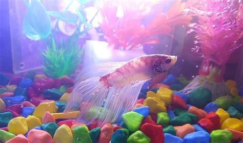 How To Keep A Betta Fish Happy Essential Tips For A Thriving Pet