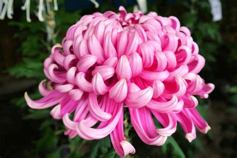 chrysanthemum symphony reveling   harmonious dance  natures