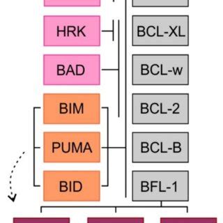 Binding profile of pro-apoptotic BH3 domain-only proteins and ...