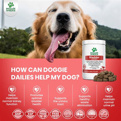 Are Licorice Plants Safe For Dogs
