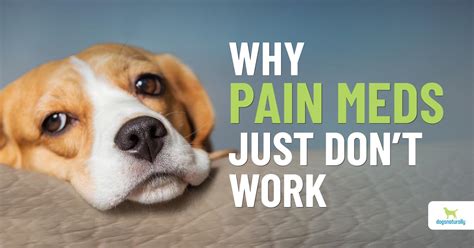 The New Era Of Pain Meds For Dogs - Dogs Naturally