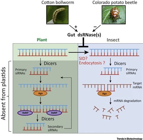 Next Generation Insect Resistant Plants Rnai Mediated Crop Protection