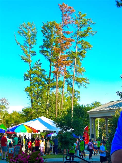 Tree beetles take a bite out of Alpharetta’s parks | Alpharetta and