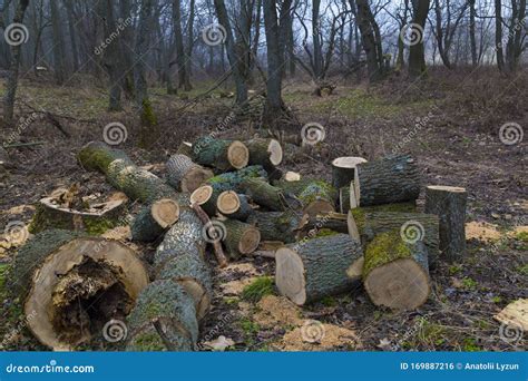 Forest Clearing In Nude Deciduous Forest Ukraine Stock Photo Image Of Resource Logging