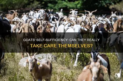 how to take care of a goat