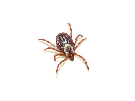 The American Dog Tick United Pest And Turf Control Pest Control