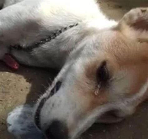 Cachorro fica em pé pelo Proprietário e se sacrifica enquanto tenta