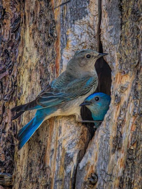 The Story Behind the Photo: Yellowstone – Mountain Bluebird Couple at