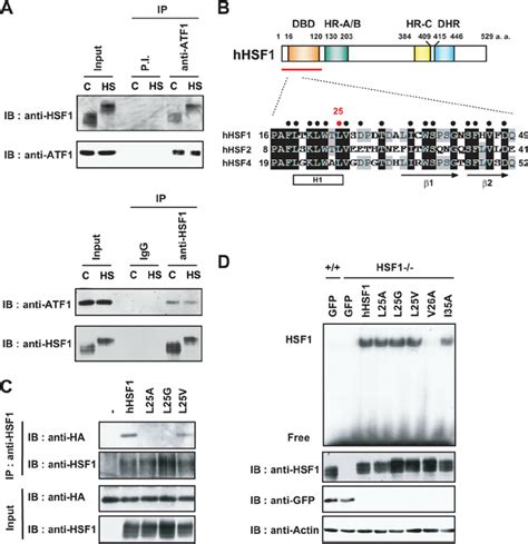 Atf1 Bound To The Dna Binding Domain Of Hsf1 A Interaction Between