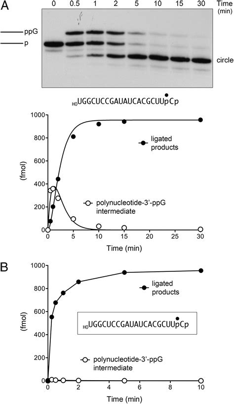 Rna Ligase Rtcb Splices Phosphate And Oh Ends Via Covalent Rtcb