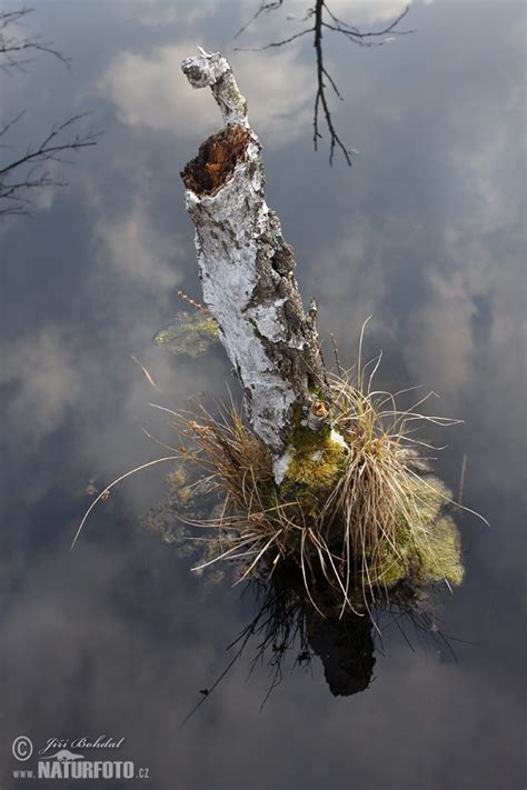 Borkovicka blata Bilder, Borkovicka blata Fotos | NaturFoto