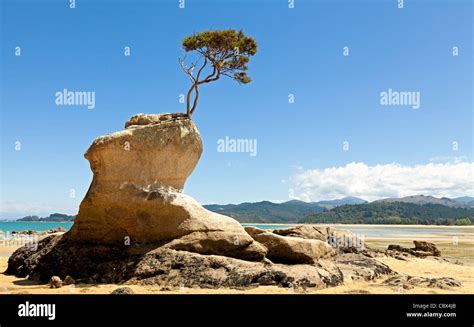 Rbol Y Roca Fotograf As E Im Genes De Alta Resoluci N Alamy