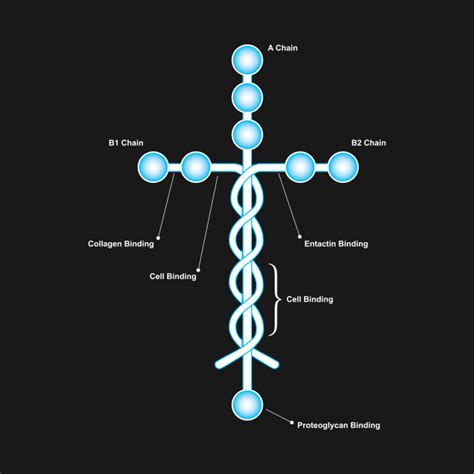 Laminin Christian - Laminin - T-Shirt | TeePublic