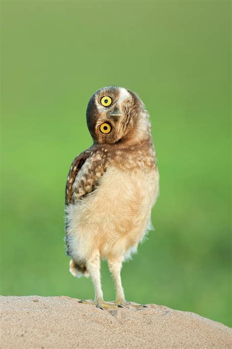 burrowing owl fledgling pantanal brazil november photograph  bence