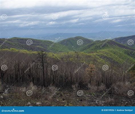 New Growth On The Mountain Stock Photo Image Of Beauty 83019926