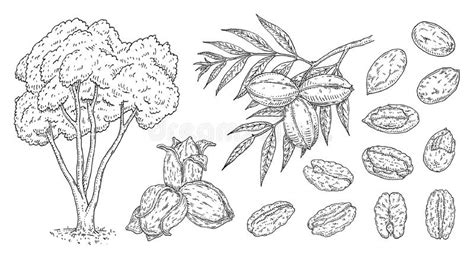 Set Pecan Tree Branch With Leaves And Nuts With Shell And Unshelled