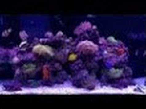 морской аквариум (часть 10) - уборка и чистка в аквариуме. - YouTube