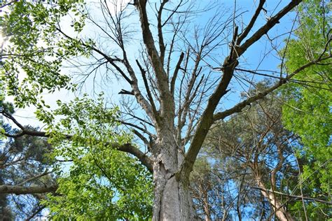 How To Save A Dying Tree Follow These Easy Steps