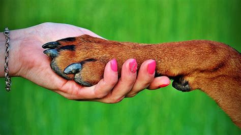 How To Train A Dog To Shake Hands 3 Different Strategies For Success