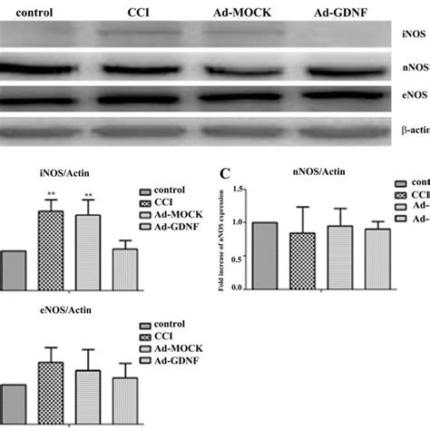 Western Blot Analysis Showing The Expression Levels Of Il 6 And Il 1β