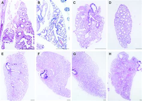 Morphological Development Of Tammar Wallaby Lung A H Histological Download Scientific