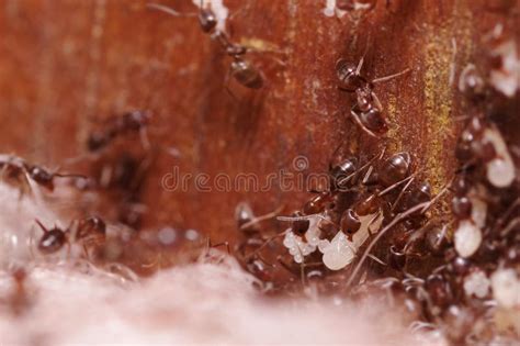 Crod Of Wood Ants With High Magnification Carrying Their Eggs To Anew