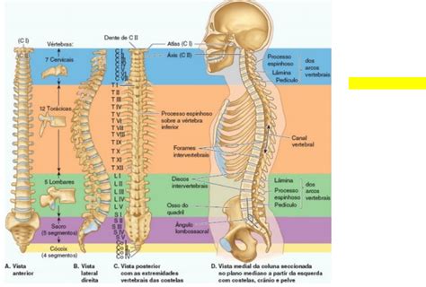 Regiao Lombar Da Coluna - Raio X Da Anatomia Das Vertebras Lombares Imagiologia Da Coluna