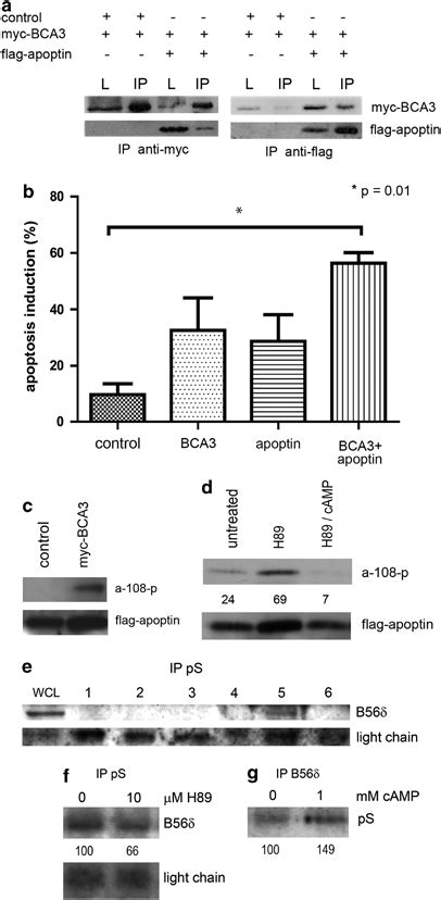 BCA3 Interacts With Apoptin And Stimulates Its Activity A Apoptin