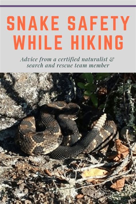 Snake Safety on Hikes: How to recognize venomous snakes, avoid bites ...