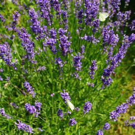 Lavendel Grosso Ornamental Lichtnelke Pflanzenversand