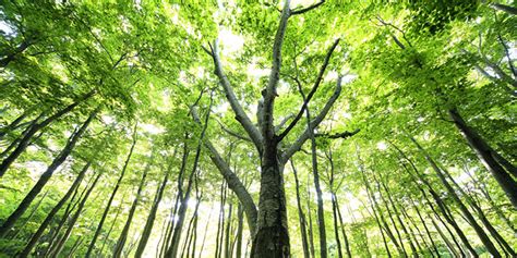 boreal forest  community resilience institute