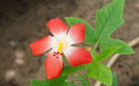 dac diem sam bo chinh