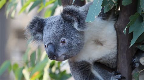 WILD LIFE Sydney Zoo - Darling Harbour - Official Site