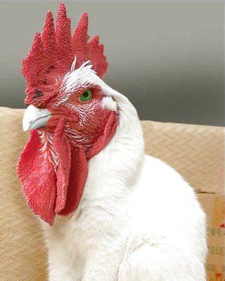 Shock Cocks Porn Pictures Xxx Photos Sex Images Pictoa