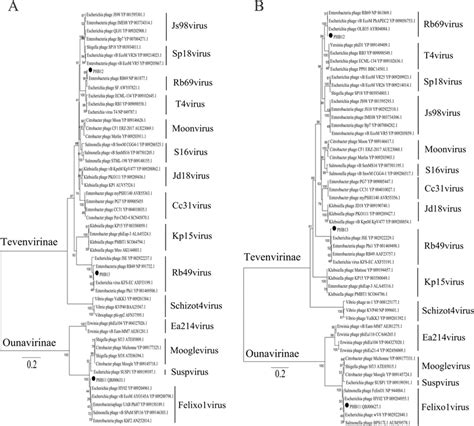 Phylogenetic Tree Analysis Of The Phage Encoded Large Terminase