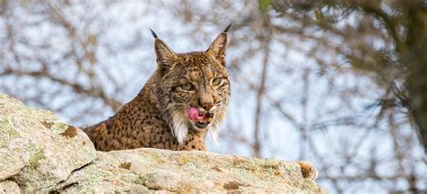 How To Visit Serra Da Malcata Natural Reserve Portugal Things