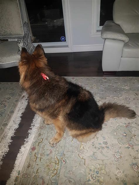 Is It Ok To Shave A Long Haired German Shepherd