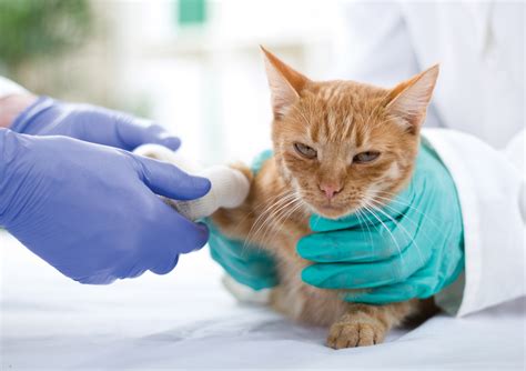 10 Signs Of A Leg Sprain In Cats Sunset Animal Hospital