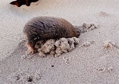 “Brilliant Work”: Shimmering Mole Rediscovered Nearly 100 Years After ...