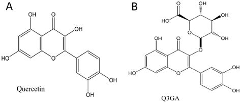Chemical Structures Of A Quercetin And B Q3ga Q3ga Download