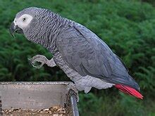 grey parrot wikipedia