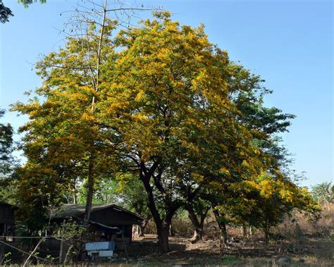 Pterocarpus Indicus Narra Tree Flickr Photo Sharing