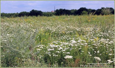 Тысячелистник обыкновенный
