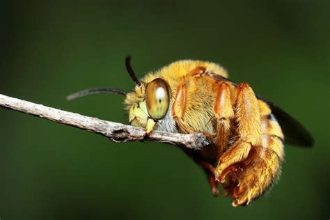 Teddy Bear Bee - Australian Native Bee Species