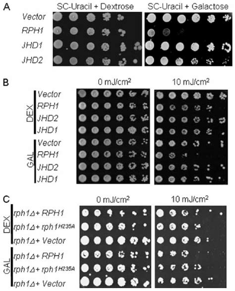 Growth Phenotypes Of Yeast Strains With Overexpression Of Histone