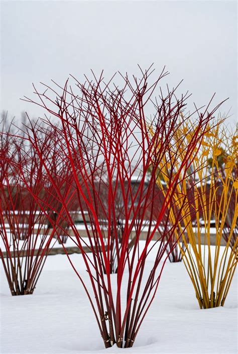 winter landscaping ideas   color alive planty place